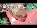 亀という生き物かいぬしの持論 クサガメ ニホンイシガメ マレーハコガメ