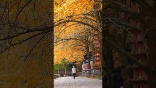 总要来一趟宁波吧，看看“东南佛国”的天童寺银杏。天童寺银杏 宁波旅游