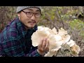 I FOUND A BIG CLUSTER OF WILD MUSHROOMS | Forage and Cook