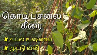 கொடி பசலை கீரை | Kodi pasalai keerai kootu | கிராமத்து சமையல்