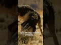 ostrich information in english ostriches bird video in. trending youtubeshorts animals giantbird