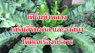 เฟิร์นข้าหลวง เสริมสิริมงคลและวาสนา ให้คุณเรื่องบริวาร