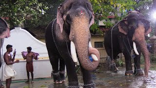 തിരുവമ്പാടി ചന്ദ്രശേഖരൻ  / Kerala's Most Beautiful Elephant Thiruvambadi Chandrasekharan and others.