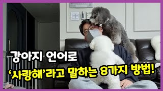 강아지 언어로 '사랑해'라고 말하는 8가지 방법 【강아지 애정표현│강아지 사랑표현│강아지 사랑해│강아지 키운다면 꼭 알아야할 '강아지 언어 8가지'】