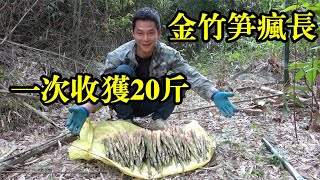 山上竹林里金竹笋疯长，阿琪一会就拔了20多斤，又大又粗真过瘾【农村阿琪】