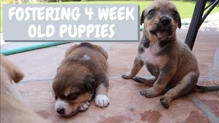 Ten 1 Month Old Foster Puppies Go Outside for the First Time