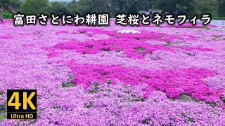 富田さとにわ耕園 芝桜とネモフィラ 2023