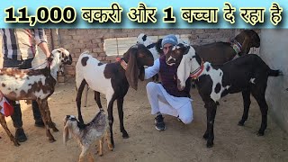 इससे सस्ती बकरियां और कही नहीं beetal goat's breeds in punjab