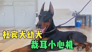 杜宾犬幼犬裁耳小心机 开耳道！