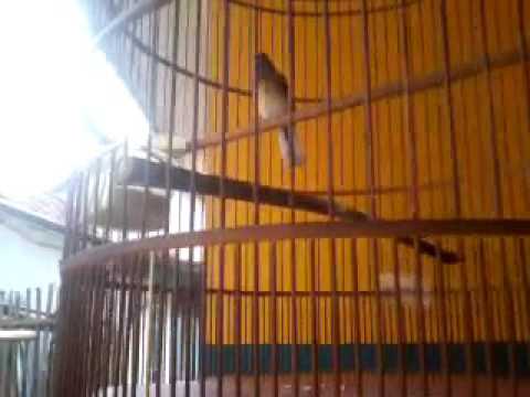 Ciri Trotolan Betina Murai Batu Warenk Gd