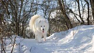 How to Socialize Your Samoyed Puppy: A Step-by-Step Guide