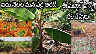 5 నెలల మన ఎర్ర అరటి ఎలా ఉందో చూడండి My 5 months old red banana farm ||AGRI GURU||