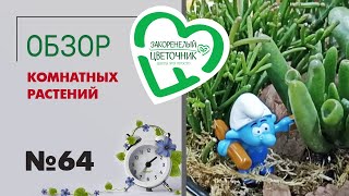 #64 Обзор поставки комнатных растений в Шадринске и Барнауле| Филодендроны, сингониумы, мини-садики