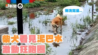 柴犬見公園泥巴水超興奮　瘋狂跑圈踏水水！爸嘆：才剛洗澡｜寵物動物｜柴柴｜狗｜精選影片