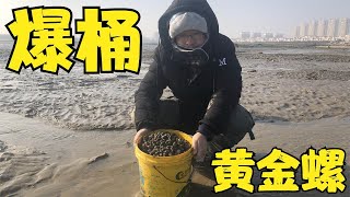 【赶海二哥】零下十度赶海，二哥进入深海孤岛抓黄金螺，比抓辣螺还要爽