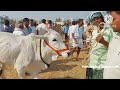 పెబ్బేరు శనివారం సంతలో ఈవారం ఆవుల ధరలు pebbair cow market biggest cow mandi in telangana