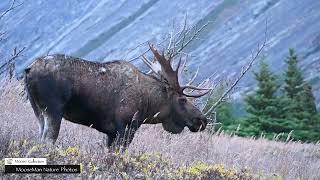 Epic Big Moose Fight, Then the Winner Fights Again!  #moose