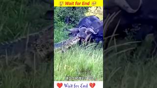 মোষ এবং কুমিরের সাথে লড়াই 😲Fighting with buffaloes and crocodiles। #shorts #buffaloes #crocodile