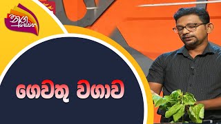 Nugasewana | 2022-07-25 | ගෙවතු වගාව | Rupavahini