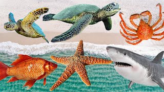 Sea animals Sea creatures names and appearance