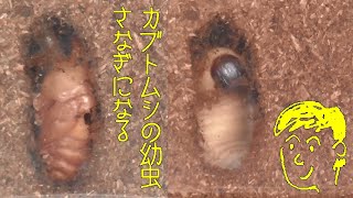 カブトムシの幼虫さなぎになる