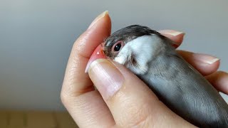 耳の穴見られても気にしない文鳥　java sparrow