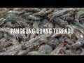 Panggung Udang Terpadu