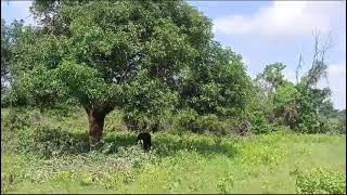 2 acres 16 guntas land for sale at padamati keshavapur village bachannapet mandal janagama Dist