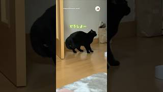 大好きなお母さんを引っ掻いてしまった猫さんが…｜PECO #黒猫 #猫 #愛猫家 #猫のいる暮らし #blackcat #cat #catlover #catlife