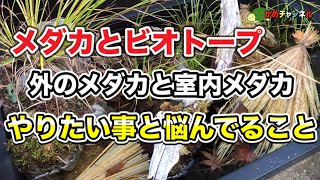 【メダカ】【ビオトープ】【biotope】メダカとビオトープ、外のメダカと室内メダカ、やりたい事と悩んでること