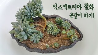 다육 익스펙트리아철화 분갈이를 하였습니다^^