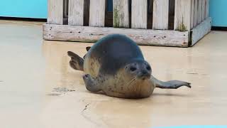 ゴマフアザラシ もちもち／東武動物公園