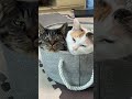 同い年の保護猫が我が家に funny kitten 猫のいる暮らし cute ねこ cat