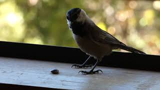 Mountain Chickadee steals a seed - full speed \u0026 slo-mo