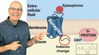 Epinephrine and G-Protein Coupled Receptor Systems: Essential Cell Signaling for AP Bio