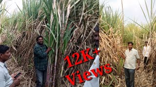 ಕಬ್ಬು : ಎಕರೆಗೆ 100 ಟನ್ ಕಬ್ಬು ಬೆಳೆದ ರೈತ /Sugarcane yield 100tonne