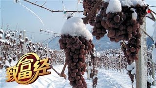 《致富经》 20180308 迷上冰天雪地里的丑葡萄 | CCTV农业