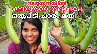 വഴുതനയിൽ വലിയ കായ ഉണ്ടാവാൻ ഒരുപിടി ചാരം മതി | Vazhuthana | Vazhuthana krishi