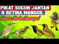 SUARA PIKAT SOGON JANTAN &BETINA MEMANGGIL ‼️ Sogon Liar Langsung Cepat Ngumpul