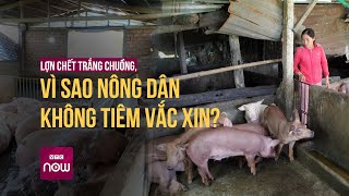 Dịch tả lợn châu Phi khiến lợn chết khắp nơi, vì sao người dân lại chưa tiêm vắc xin? | VTC Now