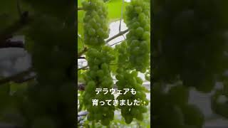 デラウェアも育ってきました2022/05/22