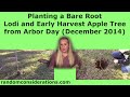 Planting a Bare Root Lodi and Early Harvest Apple Tree from Arbor Day (December 2014) - Episode 27