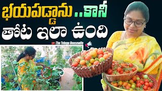 ఊరి నుంచి వచ్చాక మా తోట ఇచ్చిన సంతోషం  |బుట్టలు బుట్టలు టమోటాలు|Todays Harvest@Terrace Garden#TTH