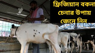 ফ্রিজিয়ান বকনা চেনার উপায় ভালো মানের বকনা বাচ্চা চেনার উপায় জেনে নিন dairy farm. krishi bangla