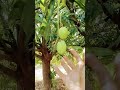 mango tree 🌴 Aam khai ba hele asa #youtube #shorts video #