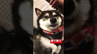 黒柴　柴犬オミソ　撫で撫で