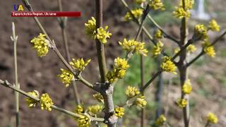 Yellow Blossoms of Dogwood Berry: Gardening in Zaporizhia