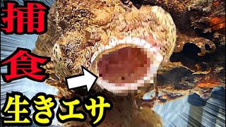 食用に売られてた猛毒魚の音速捕食！スロー撮影に成功しました！