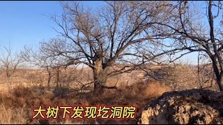 山西农村，大树下面发现三进圪洞院，这样的建筑少见！