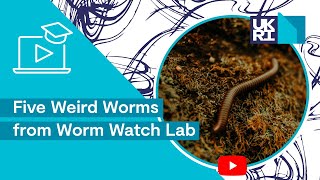 How Genes Affects Worm Behaviour | Five Weird Worms from Worm Watch Lab